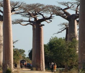 Panagora Madagascar