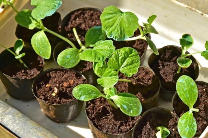 agroecologie