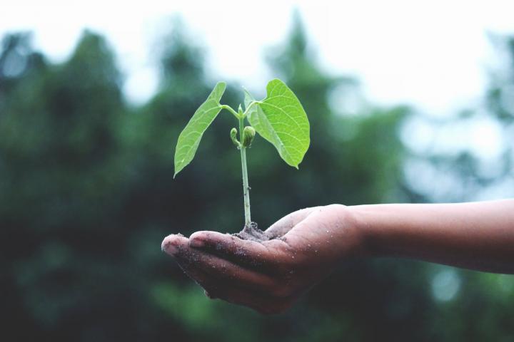 plante_sustainability